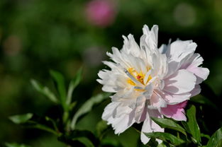 馥郁芬芳·禮獻生活的鮮花情感收藏