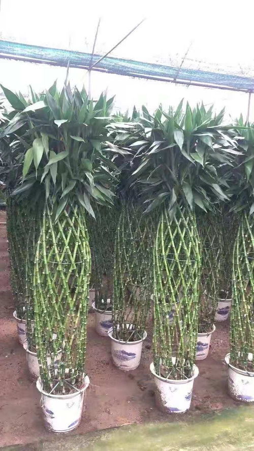 自然的公寓使者 細說天津花卉租賃及鮮花綠植服務的獨特魅力